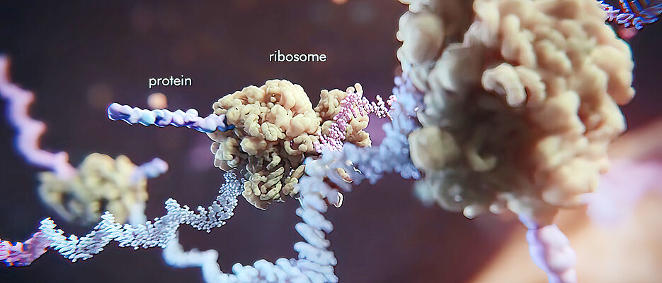 Ribosomen sind die „Proteinfabriken“ der Zelle; an ihnen findet die Translation statt – die Übersetzung der Nukleotidsequenz der mRNA in die Aminosäuresequenz eines Proteins.