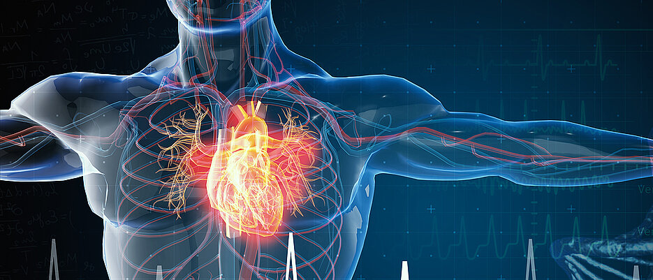 Der neue SFB will die komplexen Wechselwirkungen zwischen dem Immunsystem, Entzündungsprozessen und Herzerkrankungen aufklären.