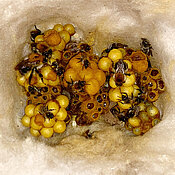 Ein kleines Nest der Ackerhummel im Nistkasten. Die  Königin ist links zu sehen.