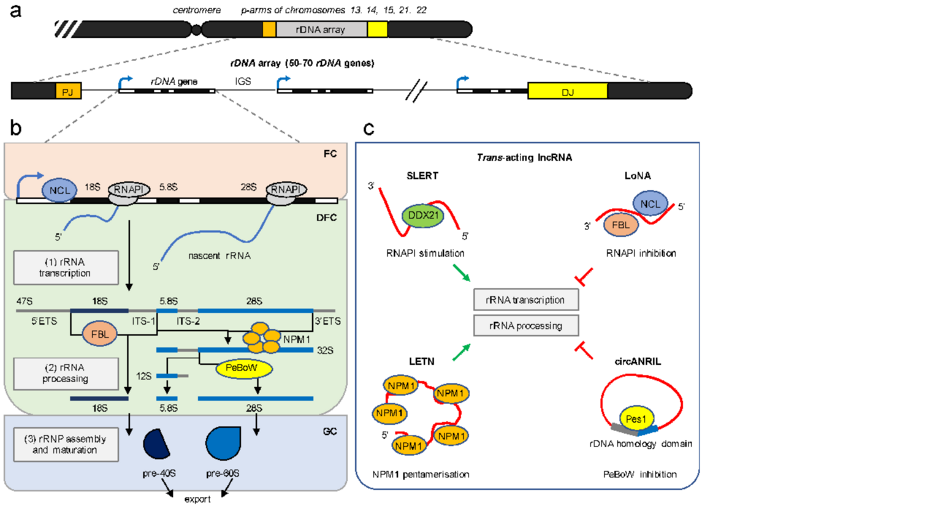 Structural and functional organisation of ribosome biogenesis by lncRNA