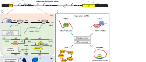 Structural and functional organisation of ribosome biogenesis by lncRNA