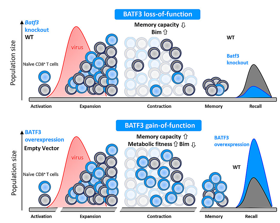 Schematic representation of the function of BATF3. In the upper half you can see the physiological function and the consequences if this factor is missing (knockout). The lower half shows the consequences in case of an unnaturally increased expression with the resulting therapeutic applicability. 