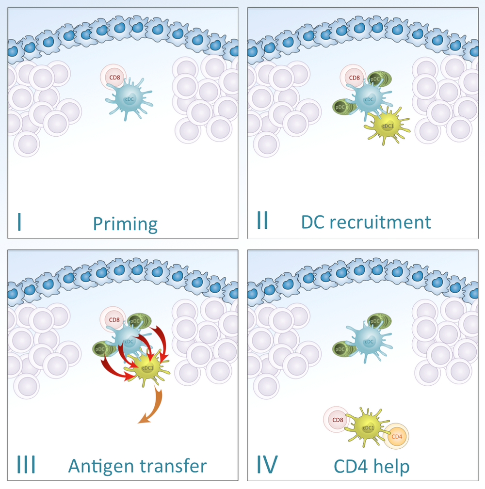 Kastenmüller_Forschungsseite Immunologie Systemimmunologie